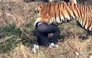 四虎吃瓜爆料视频看不了,揭秘幕后真相