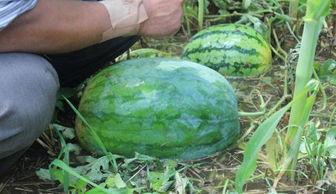 西昌吃瓜事件网红叫什么